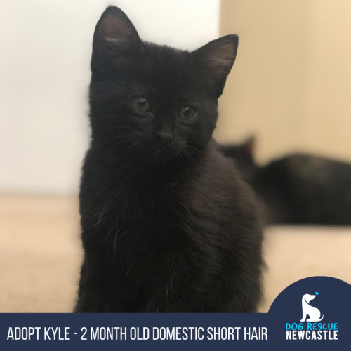 Kyle - 2 Month Old Domestic Short Hair (Trial)