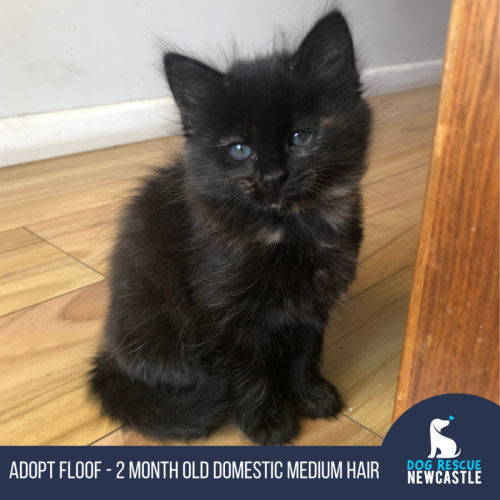 Floof - 2 Month Old Domestic Medium Hair (Trial)