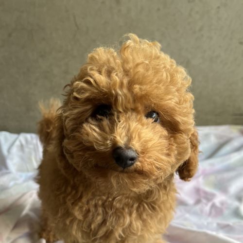 Chewy