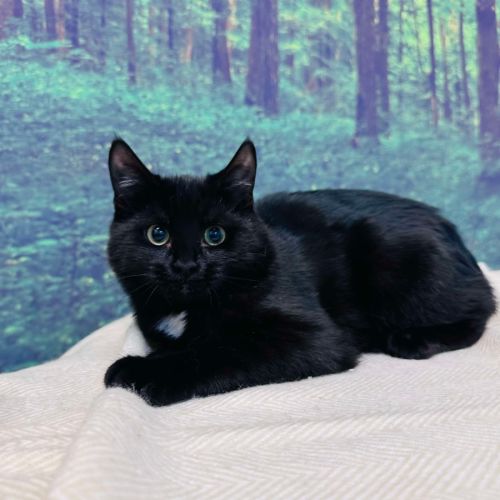 Skye - Located in Preston