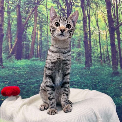 Dodge - Located in Templestowe