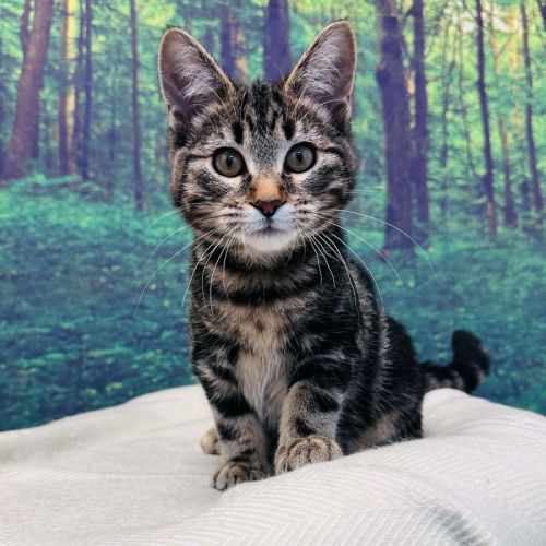 Stewie - Located in Keilor