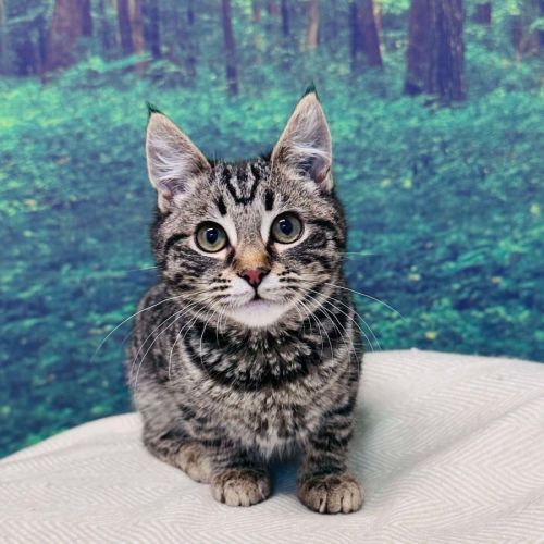 Bruce Lee - Located in Meadow Heights