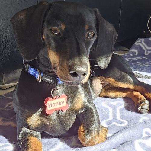 Honey - Puppy - 3.5kg