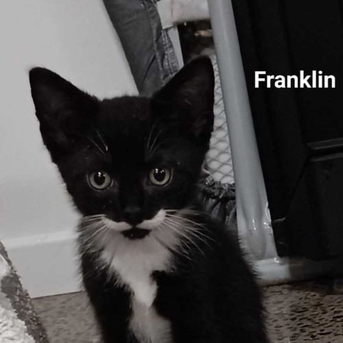 Franklin