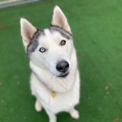 Koda 