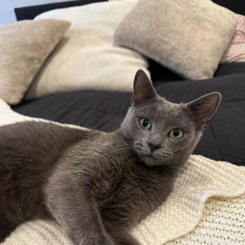 Cora