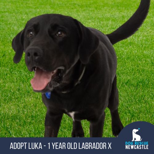 Luka - 1 Year Old Labrador X (Trial)