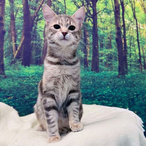 Hummingbird - Located in Endevour Hills