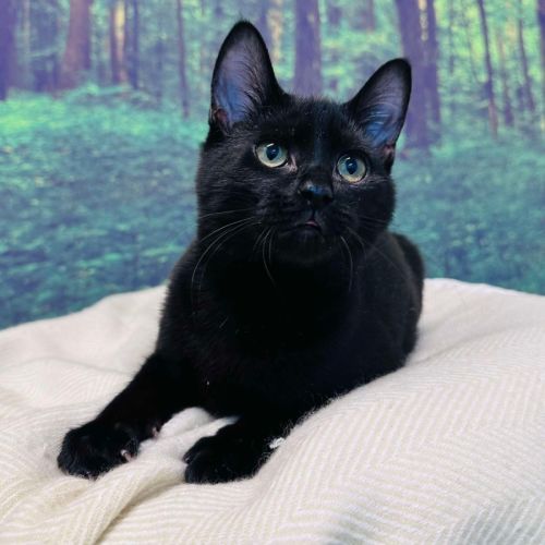 CatMan - Located in Preston