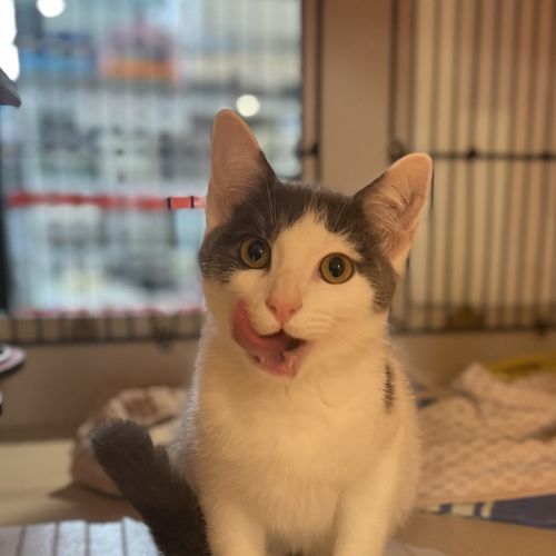 Hugo