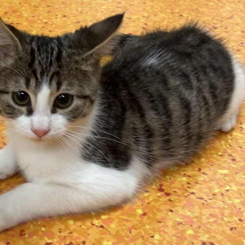 Teddy