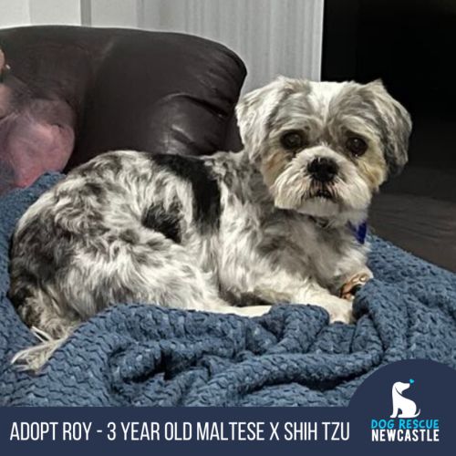 Roy - 3 Year Old Maltese X Shih Tzu