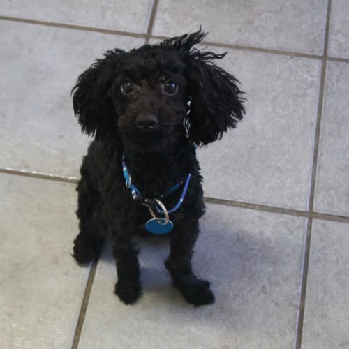 Sammy