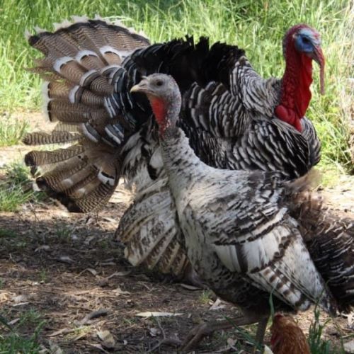 Turkey Toms
