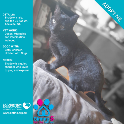 Shadow Just $50 Limited Time!