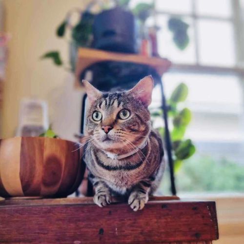 Dunkin' - Located in Coburg