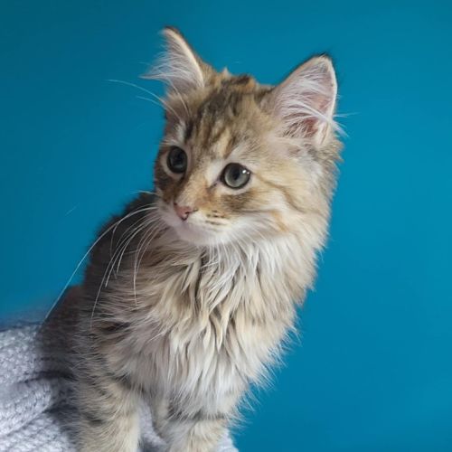 Salsa - Located in Melbourne