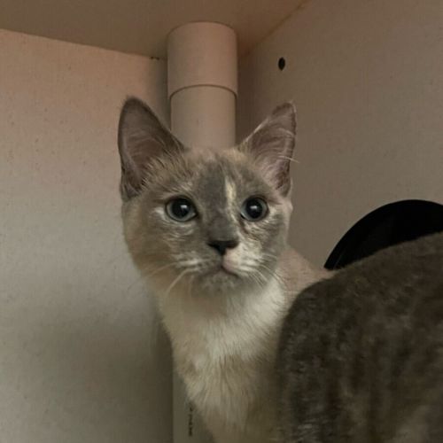 Nala