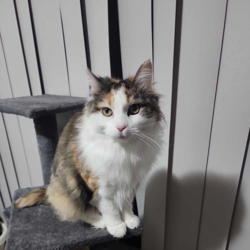 Tinkerbell meet me @petstock carrum downs store