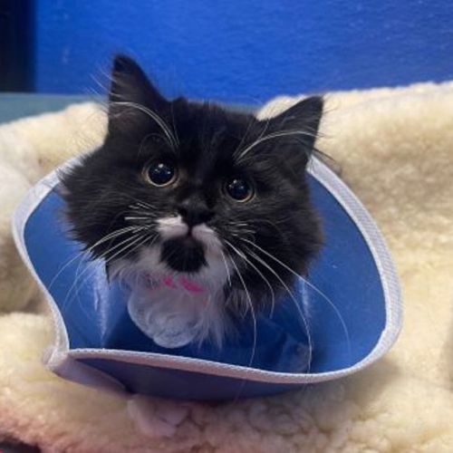 Toothless