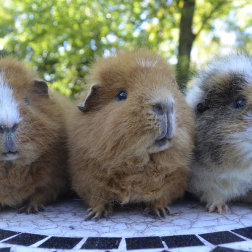 Rusty, Pumpkin and Scooter