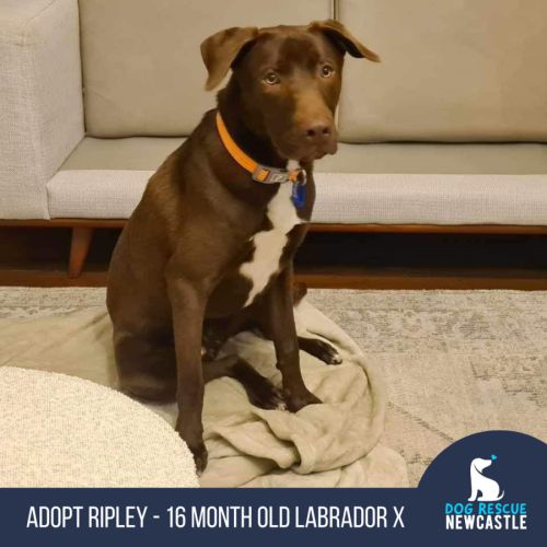 Ripley - 16 Month Old Labrador X (trial)