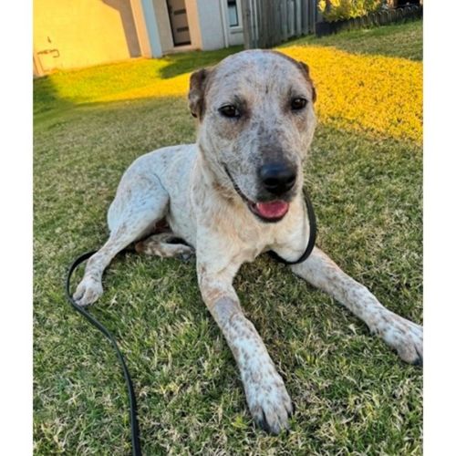 Smoky *$350 Adoption Fee*