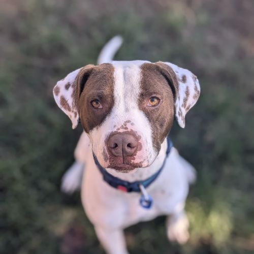 Duke