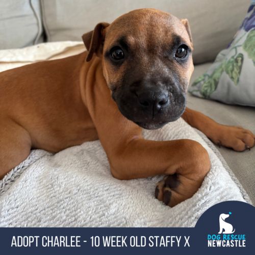 Charlee - 10 Week Old Staffy X (Trial)