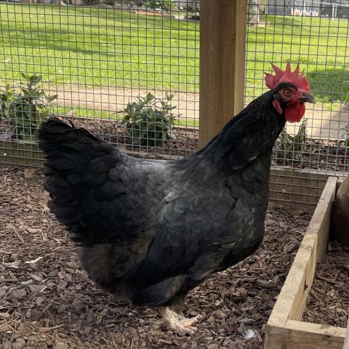 Detective Pepperwood