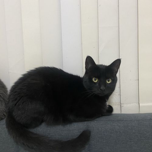 Salem