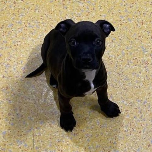 Nova