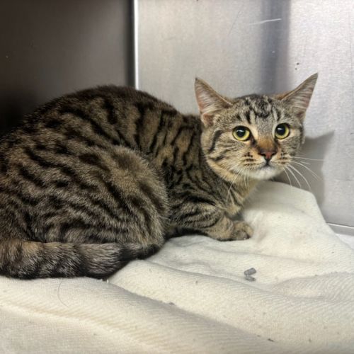 Miss Molly (aka Pogo)