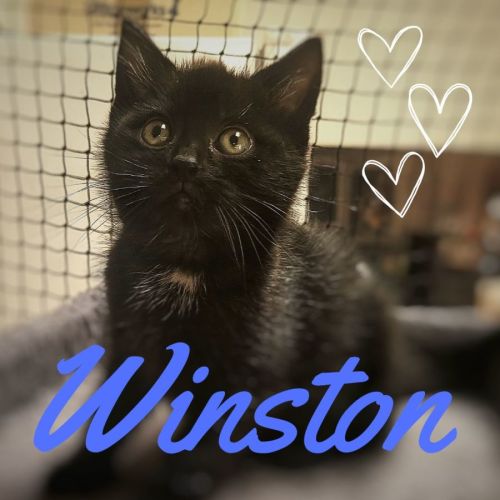 🐈‍⬛ Winston 🐈‍⬛