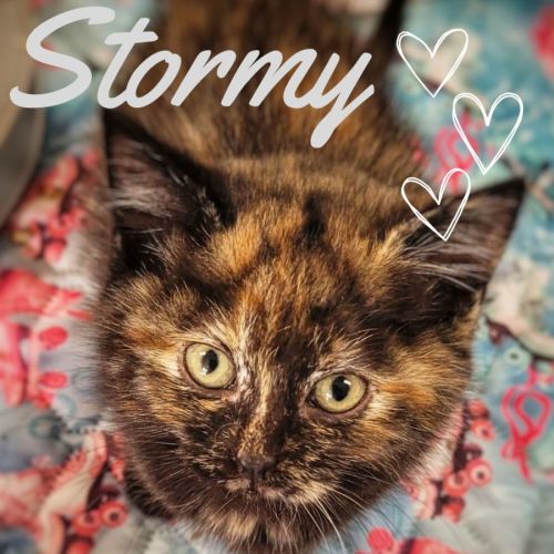 🖤🧡 Stormy 🖤🧡