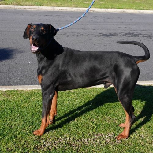 Dileas (Pron JEE-less)