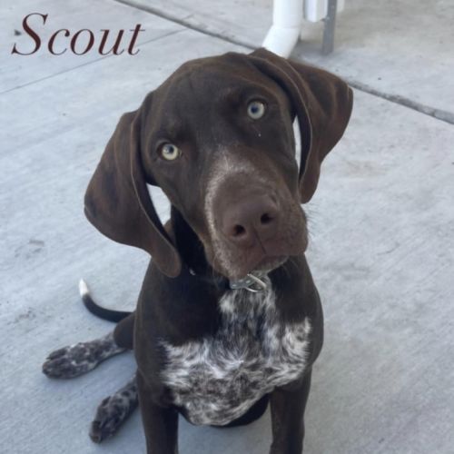 Scout