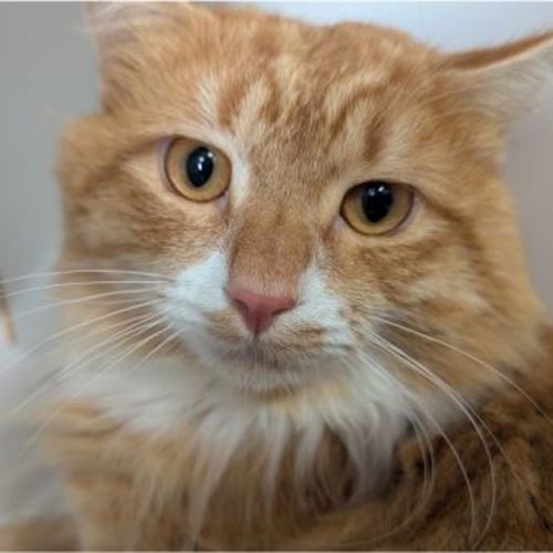 Chonky Chester