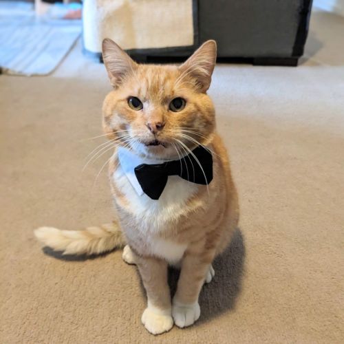 Cheeto - Located in Coburg