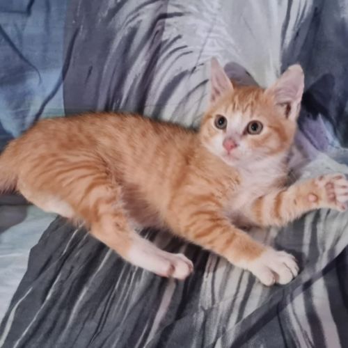 Cheeto