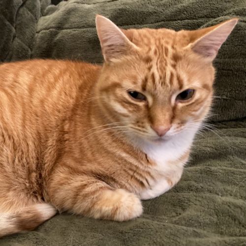 Sam