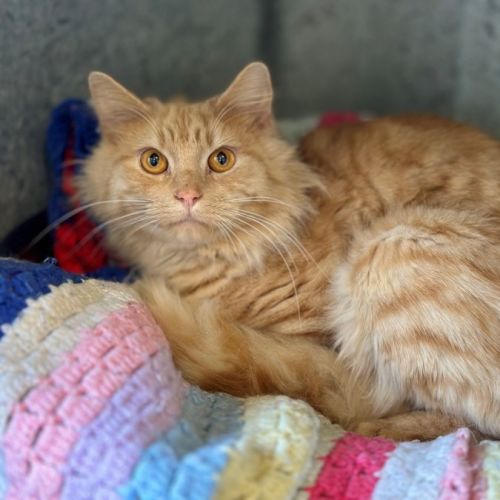 Cheddar