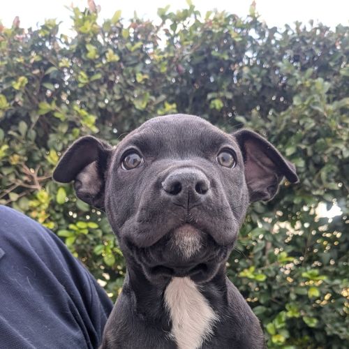 Comet