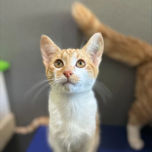 Atticus