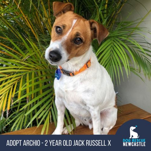 Archio - 2 Year Old Jack Russell X (Trial)