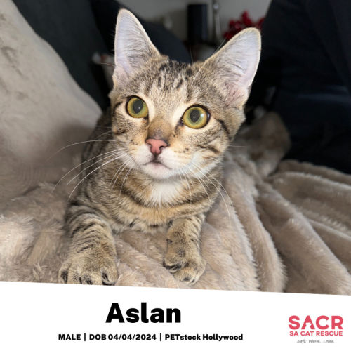 Aslan