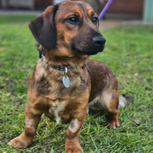 Oscar