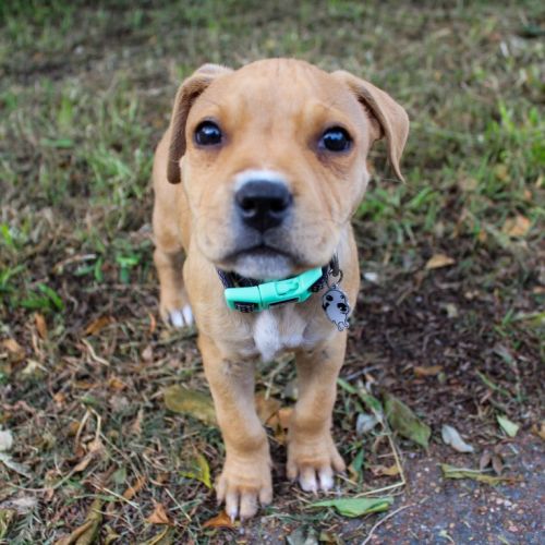 Hamish - 11 Week Old Staffy X (Trial