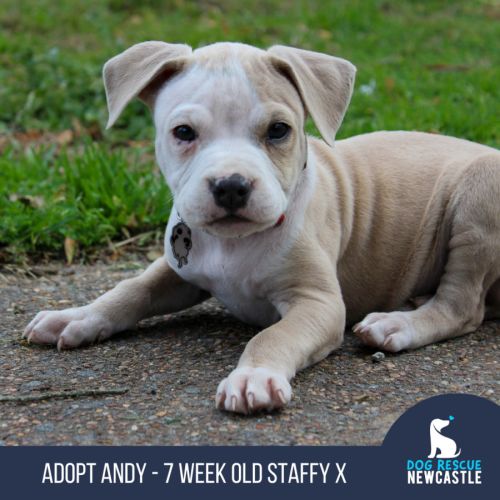 Andy - 7 Week Old Staffy X (Trial)